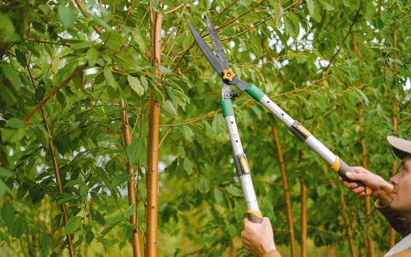 Tree trimming in Meyers Chuck, AK